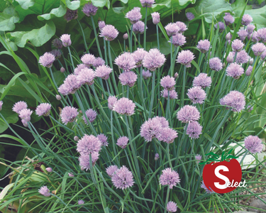 Chive Seeds